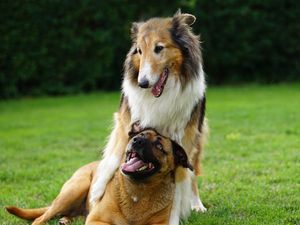 Supporting image for story: Plans for new Telford dog day centre withdrawn after safety concerns raised