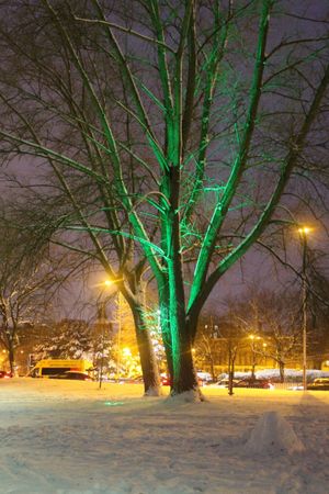 Trees in the Lock Street parkland now illuminated