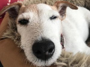 Supporting image for story: Freddy the dog rescued after being stuck in park hole for 24 hours