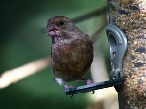 Supporting image for story: Garden birds have a pecking order … and it favours the pushy bigger species