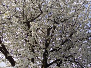 Supporting image for story: Peter Rhodes on “fighting” illness, silly escapism and a great year for blossom