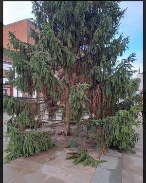 The tree on Dudley High Street has been described as "dead" and "disappointing" by residents and councillors. Photo by St Thomas’s Ward Labour Councillors