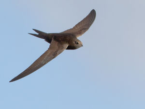 Supporting image for story: Advice to help look after at-risk swifts