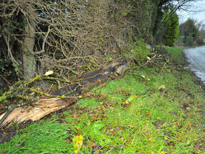 Supporting image for story: Shropshire road blocked by fallen tree