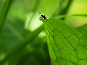 Supporting image for story: Mairi, 15, wins trophy for beetle picture