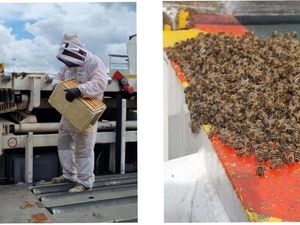 Supporting image for story: Airport bees relocated to nearby wood