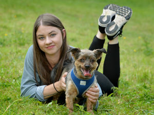 Supporting image for story: New ‘safe space’ for pet dogs launched at animal sanctuary
