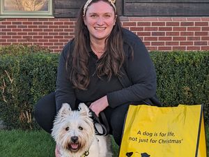 Supporting image for story: Foster homes needed for dogs says charity