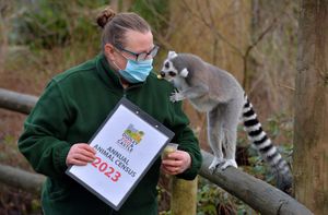 With the lemurs at Dudley Zoo is keeper Pat Stevens from Sedgley