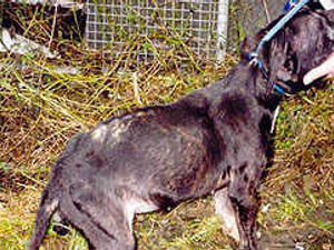 Supporting image for story: Shock rise in dumped pets