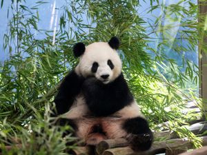 Supporting image for story: Berlin Zoo hoping for more German-born giant pandas as scan confirms pregnancy