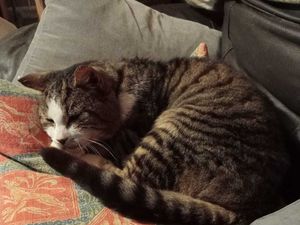 Supporting image for story: Cat reunited with owner 12 years after going missing was two miles from home