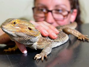 Supporting image for story: Anyone lost a dragon? This one has been on the loose in Shrewsbury