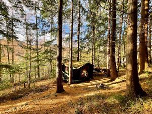 Supporting image for story: Need to get away from it all? £20,000 cabin in stunning forest for sale near Llangollen 