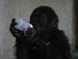 Supporting image for story: Young gorilla rescued from aircraft hold recovers at Istanbul zoo