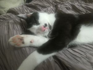 Supporting image for story: Warning after two cats die in suspected Shrewsbury antifreeze poisoning 