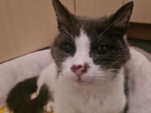 Supporting image for story: Search is on for a new home for Timmy, aged 20, the equivalent of 100 in human years