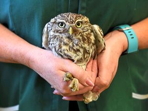 Supporting image for story: Numbers growing at Shropshire wildlife rescue centre 