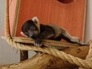 Supporting image for story: Twin black-and-white ruffed lemurs born at Dudley Zoo