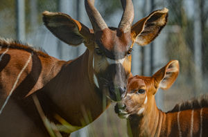 A mountain bongo, a critically endangered species, which is represented in the cryopreserved samples at Chester Zoo. Picture: Chester Zoo
