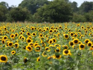 Supporting image for story: Rocketing demand for Ukraine’s national flower the sunflower – supermarket