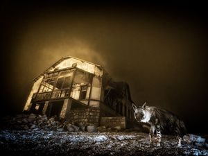 Supporting image for story: Haunting image of hyena in ghost town wins Wildlife Photographer of the Year