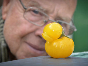 Supporting image for story: Shrewsbury gardeners' strangely-shaped produce