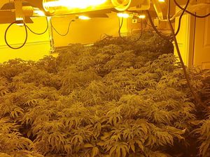 Supporting image for story: Cannabis farm with over 100 plants growing found at home in Wolverhampton as man arrested after 'hiding in garden'