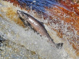 Supporting image for story: Work on Ludlow weirs will see salmon leap for joy