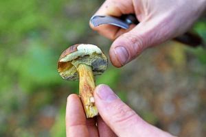 Really wild show – picking a mushroom