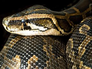Supporting image for story: Snake escape warning issued after reptiles on the loose rescued by police and RSPCA