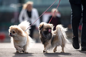 Tibetan Spaniel dogs arrive at the Birmingham National Exhibition Centre (NEC) for the final day of the Crufts Dog Show. PA Photo. Issue date: Sunday March 8, 2020. See PA story ANIMALS Crufts. Photo credit should read: Jacob King/PA Wire.