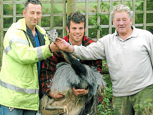 Supporting image for story: Hunt as 6ft bird goes on the run in Shropshire