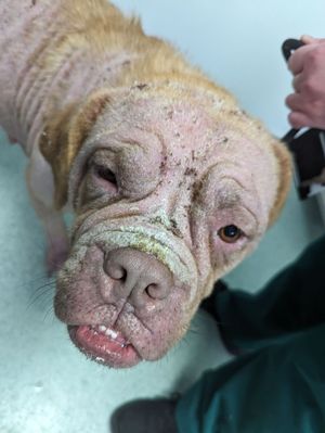 Honey was seized from a property in Bilston in an emaciated state with a sever skin condition