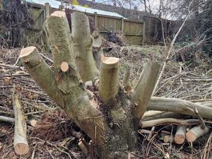 Supporting image for story: 'Destruction of vital habitat' as vandals illegally cut down trees in Shrewsbury nature reserve