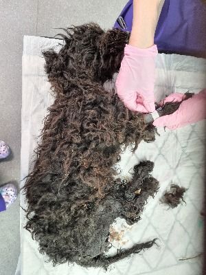 The puppy was found abandoned on a construction site.