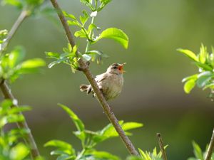 Supporting image for story: Government may have failed to comply with law on protecting birds – watchdog