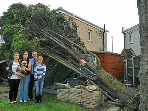 Supporting image for story: Trees toppled by fierce winds across the West Midlands