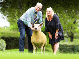 Supporting image for story: Edstaston Dakota sets new centre record at Carlisle Supreme sale