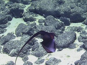 Supporting image for story: This rare footage of a gulper eel stretching its jaws is seriously freaky