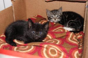 The five kittens will be ready for adoption next month