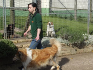 Supporting image for story: New kennels rules are a dog's breakfast says boss 