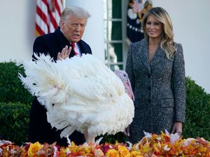 Supporting image for story: Trump gives thanks for Covid vaccines as Thanksgiving turkeys reprieved