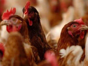 Supporting image for story: Plan for new 32,000-bird chicken farm