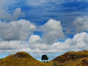 Supporting image for story: King receives first Sycamore Gap tree seedling nearly eight months after felling