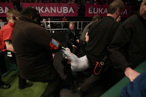 An intruder is wrestled to the ground after Tease, the Whippet, was named Supreme Champion during the final day of Crufts