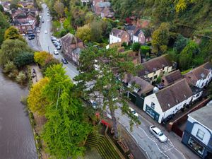 Supporting image for story: Drone pilot documents historic Bridgnorth tree's last days before felling