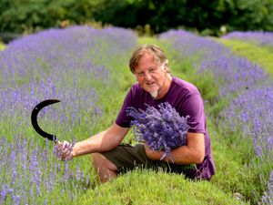Supporting image for story: New life beckons for Shropshire lavender farm couple