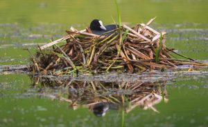 A variety of garden birds constructing their nests in time for the females to lay their eggs over the coming weeks. 