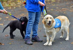 Parsnip the dog and Nia the pup